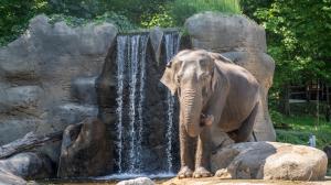 Gulab, nejstarší obyvatelka Údolí slonů. Foto: Oliver Le Que, Zoo Praha