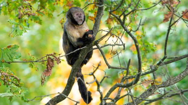 Malpa zlatobřichá. Foto: Petr Hamerník, Zoo Praha