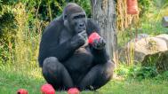 Foto: Petr Hamerník, Zoo Praha