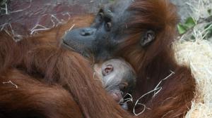 The baby in Mawar’s arms in one of the photos I took on the second day after its birth. Photo: Miroslav Bobek, Prague Zoo