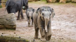 Sloní samička Amalee. V pozadí starší slůně Lakuna se svou matkou Tamarou. Foto: Petr Hamerník, Zoo Praha