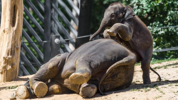 Maxmilián a Sita. Autor Petr Hamerník, Zoo Praha