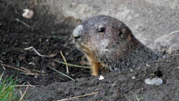 Svišť lesní v pražské zoo už vykukuje z nory. Foto Petr Hamerník, Zoo Praha