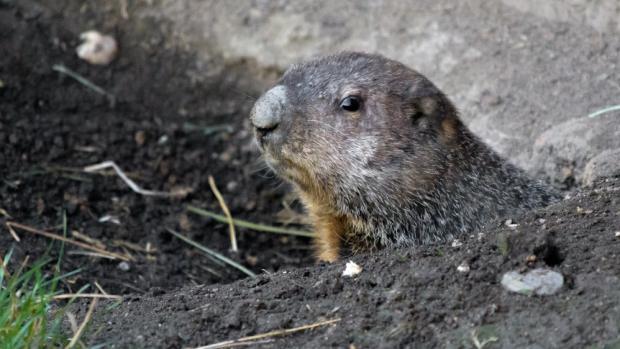 Svišť lesní v pražské zoo už vykukuje z nory. Foto Petr Hamerník, Zoo Praha 