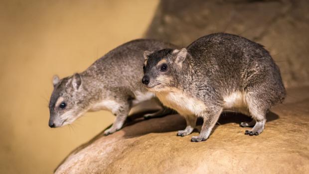 Daman stepní patří mezi nebližší příbuzné slonů. Autor: Petr Hamerník, Zoo Praha