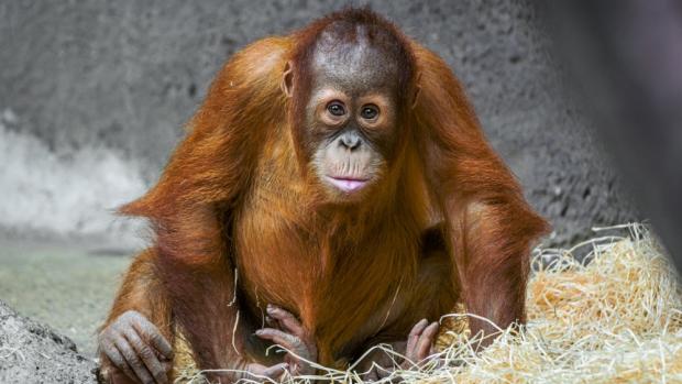 Sameček Kawi se narodil na státní svátek 17. listopadu 2020 – i proto se mu někdy přezdívá „sametové mládě“. Foto Petr Hamerník, Zoo Praha