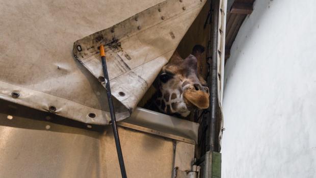 Tadeáš vyhlíží z přepravního přívěsu - krátce před odjezdem do nového domova. Foto: Petr Hamerník, Zoo Praha