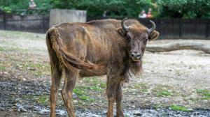 Prya is a young female who just turned two last month. Photo Petr Hamerník, Prague Zoo