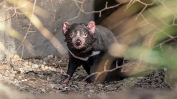 Samice ďábla medvědovitého, Faline. Foto: Oliver Le Que, Zoo Praha