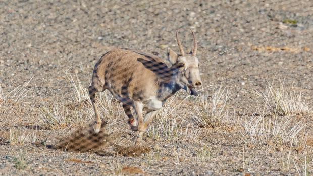 A male Mongolian saiga runs into the net. These even-toed ungulates are a critically endangered animal species and Prague Zoo is contributing to research into them. Photo: Miroslav Bobek, Prague Zoo