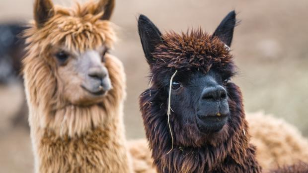 Photo: Petr Hamerník, Prague Zoo