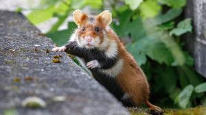 Foto: Miroslav Bobek, Zoo Praha