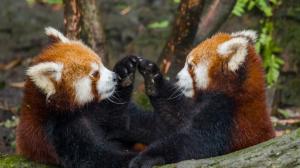 Historicky první dvojčata pandy červené odchází ze Zoo Praha. O tom, kam obě mláďata zamíří, rozhodl koordinátor Evropského chovného programu (EEP). Na snímku vlevo sameček, vpravo samička. Foto Petr Hamerník, Zoo Praha