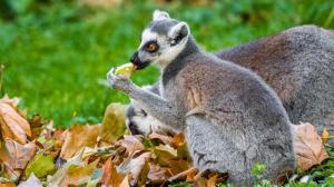 Foto: Petr Hamerník, Zoo Praha
