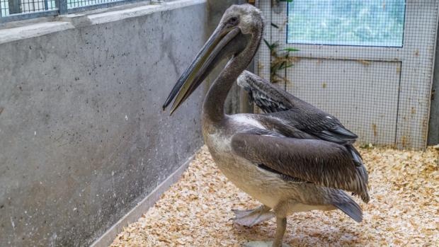 Pelikáni bílí, kteří v zázemí čekají na cestu za královnou, zatím bílí nejsou - ale to se spraví. Foto Petr Hamerník, Zoo Praha