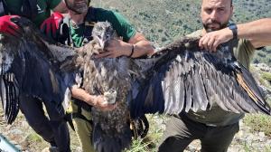 Finální prohlídka orlosupa bradatého ze Zoo Praha před jeho umístěním na umělé hnízdo ve volné přírodě Španělska. Foto Vulture Conservation Foundation