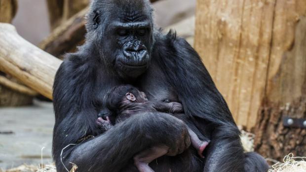 Foto: Miroslav Bobek, Zoo Praha