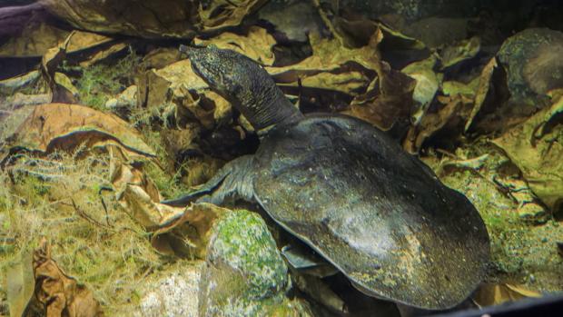 Kožnatka chrupavčitá, foto: Petr Hamerník, Zoo Praha