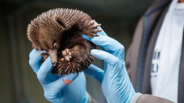 Mládě ježury australské se v Zoo Praha vylíhlo na začátku dubna. Na rozdíl od jiných savců se ježura líhne z vajíček velkých asi jako lískový ořech nebo fazole. Mládě má stále výraznější bodliny a rychle přibývá na váze, aktuálně má 770 gramů. Autor: Václav Šilha, Zoo Praha 