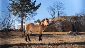 Koně Převalského jsou ikonickými zvířaty nejen mongolské Gobi, ale i Zoo Praha. Foto: Oliver Le Que, Zoo Praha