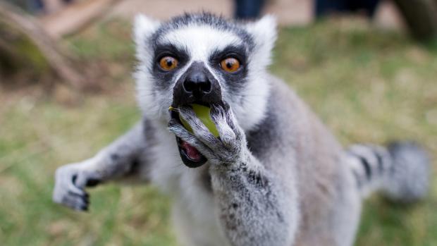 Vítejte mezi lemury! Foto: Tomáš Adamec, Zoo Praha