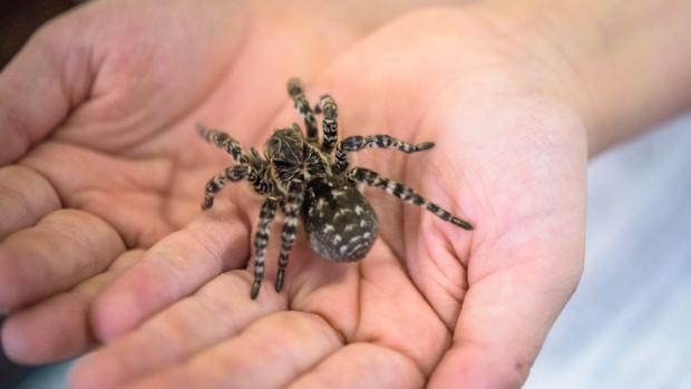 Zoo Praha v neděli, jako první na světě, otevřela expozici slíďáka tatarského, největšího druhu pavouka v Evropě. Konkrétně jde o mimořádně velkou samici. Foto: Petr Hamerník, Zoo Praha.