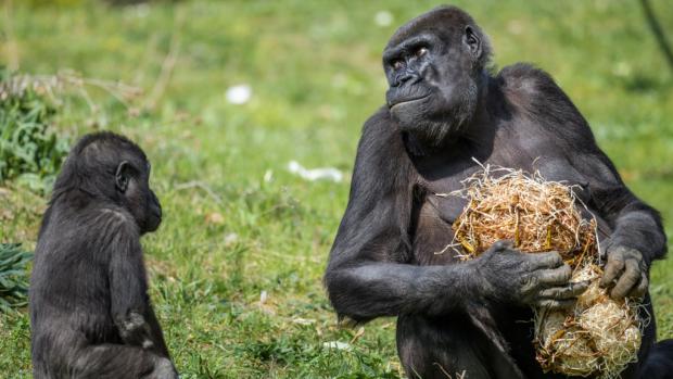 Benjamínek Ajabu počkal, až jeho narozeninové dárky prozkoumá matka Shinda. Foto: Petr Hamerník, Zoo Praha