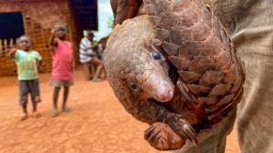 Mbama is just under three hundred kilometres from Yaoundé. Whereas in the capital the bushmeat vendors threw stones at me, in Mbama people were willing to be photographed with the pangolins... Photo: Miroslav Bobek, Prague Zoo