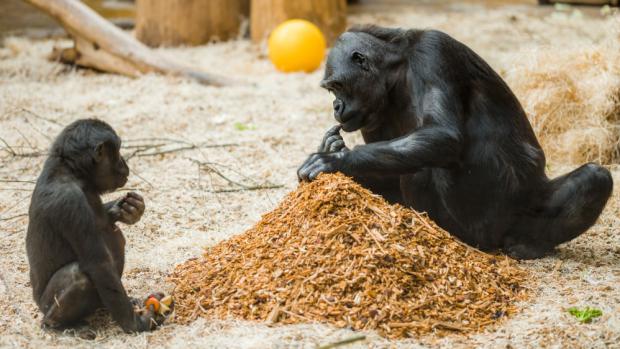 U goril byly s výjimkou Richarda výsledky negativní. Jen v případě Ajabua (na snímku vlevo) nejsou prozatím k dispozici. Foto: Petr Hamerník, Zoo Praha