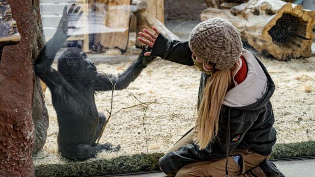 Chovatelka Lucie Holatová s jedním ze svých svěřenců, gorilím samečkem Ajabuem. Foto: Petr Hamerník, Zoo Praha