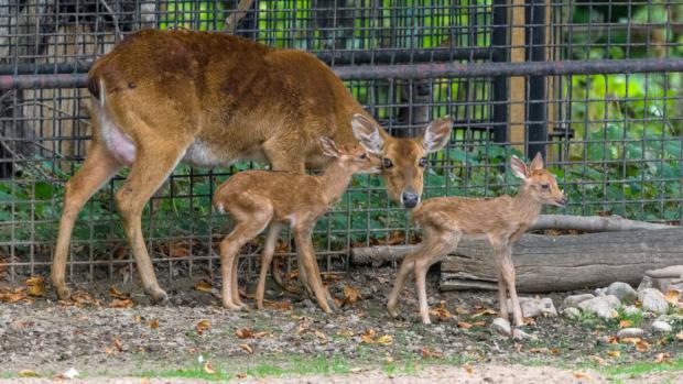 Narození dvojčat jelena lyrorohého je výjimečnou událostí. Foto: Petr Hamerník, Zoo Praha