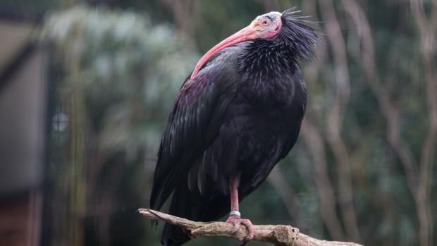 Jeden z navrátivších se ibisů v expoziční voliéře. Foto Václav Šilha, Zoo Praha