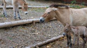 Zkušená matka Hara své poslední mládě pečlivě chrání, podle chovatelů k němu nepouští ani sourozence. Foto: Tereza Mrhálková, Zoo Praha.