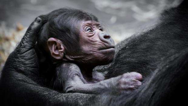 To, že se Shinda dočkala potomka, je malý zázrak. Vít Lukáš, Zoo Praha