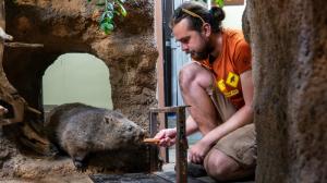 Winkleigh je oproti Cooperovi méně důvěřivá, a tak je v jejím případě trénink na základě pozitivní motivace během na delší trať. Foto Oliver Le Que, Zoo Praha