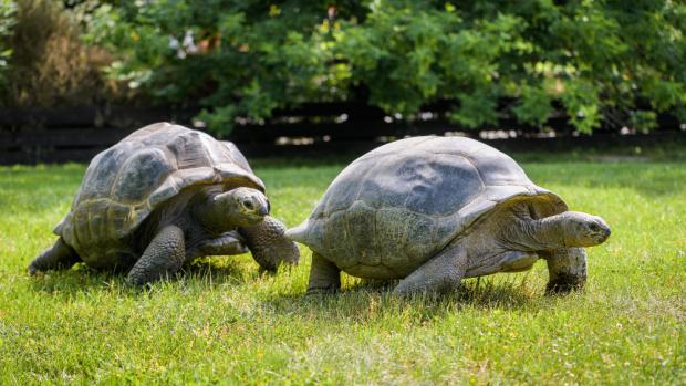 Venkovní výběh poskytuje přátelsky založeným želvám i zábavu. Foto: Petr Hamerník, Zoo Praha