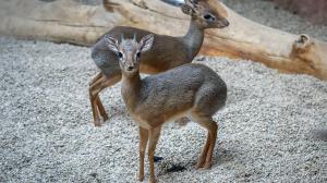 Dikdici Kirkovi patří mezi nejmenší antilopy světa. Foto: Petr Hamerník, Zoo Praha