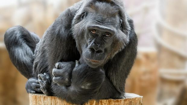 Nejstarší členka pražské gorilí skupiny samice Kamba. Foto Petr Hamerník, Zoo Praha