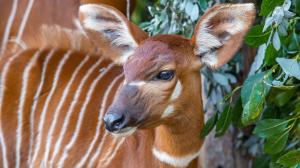 A female mountain bongo Pipi immediately after recovering from her injury. Photo: Miroslav Bobek, Prague Zoo