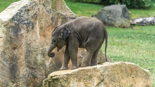 Venkovní výběh je pro skotačení jako stvořený. Foto: Petr Hamerník, Zoo Praha