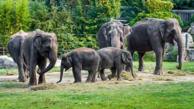 Foto: Petr Hamerník, Zoo Praha