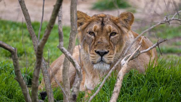 Lvice Ginni ještě v pražském Pavilonu šelem a plazů. Foto: Petr Hamerník, Zoo Praha