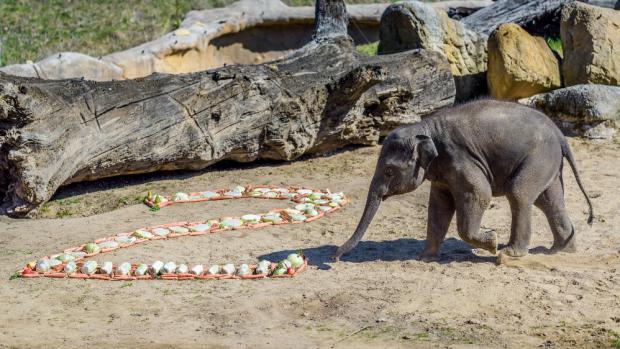 Oslavenec Max jako první naběhl na narozeninovou nadílku vyskládanou z mrkví, zelí, kapusty, jablek a hrušek. Foto: Petr Hamerník, Zoo Praha