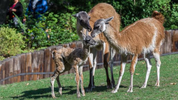 Mládě lamy guanako se narodilo v odpoledních hodinách ve venkovní expozici. Foto: Petr Hamerník, Zoo Praha