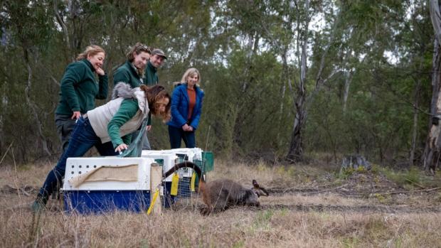 Foto: Threatened Species Commissioner