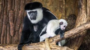 Gueréza, jež přišla na svět 14. listopadu, je 37. v chovu pražské zoo. Foto: Ondřej Kroutil, Zoo Praha.