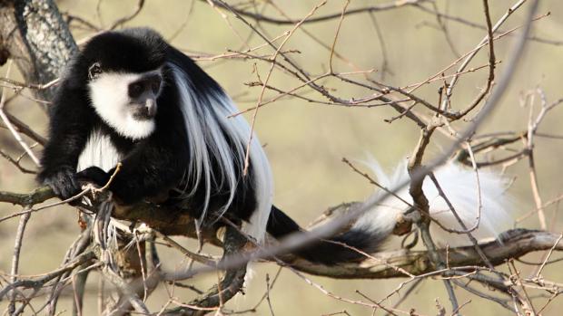 Guerézy v neděli vyběhly ven. Foto: Michal Šťastný, Zoo Praha