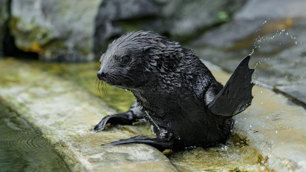 Sameček lachtana je stále plně závislý na mateřském mléce. Ryby začne ochutnávat až v příštím roce. Foto: Petr Hamerník, Zoo Praha