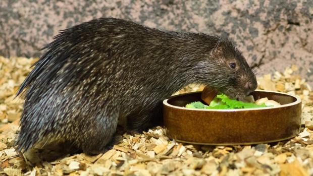 The Philippine porcupine (also called Palawan porcupine), which we breed in Prague Zoo, is classified as a vulnerable species. Photo: Petr Hamerník, Prague Zoo