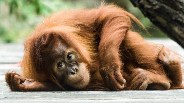 Orangutan patří k nejohroženějším živočichům světa. Autor Petr Hamerník, Zoo Praha